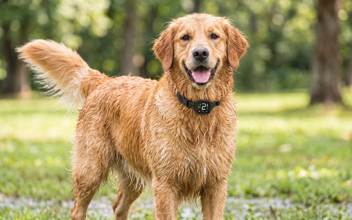 Rain, mud, the garden hose.
